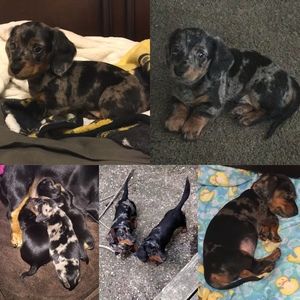 Meet your Posher, Randy